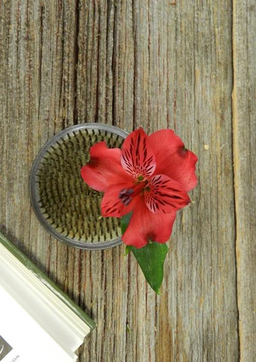 NADIA RED ALSTROEMERIA